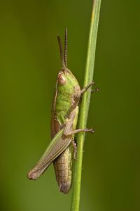 Close-up of insect on leaf