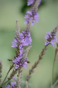 Purple flowers