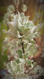 Close-up of flower buds