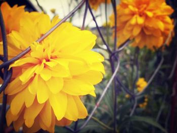 Close-up of yellow flower