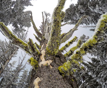 Low angle view of tree during winter