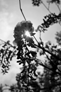 Low angle view of flowers blooming against clear sky