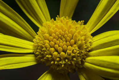 Close-up of yellow flowering plant