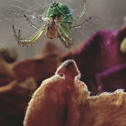 Close-up of insect on flower