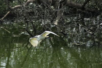 Bird flying over lake