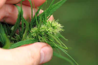 Close-up of hand holding leaves