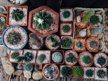 Cactus on wooden background, cactus in pot background