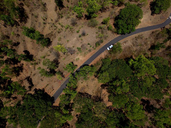 High angle view of road amidst trees