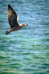 Seagull flying over sea