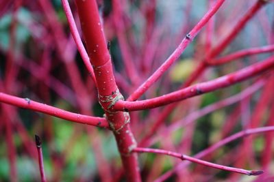Close-up of red plant