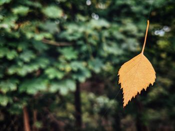 Close-up of dry leaves hanging on tree