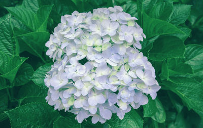 Close-up of fresh white hydrangeas