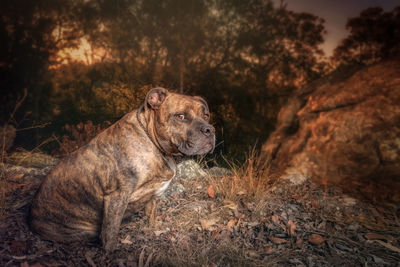 Dog relaxing on field