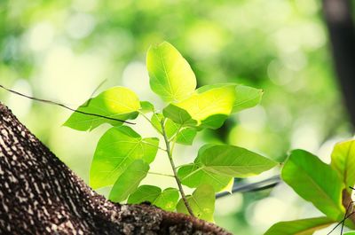 Close-up of ivy growing on tree