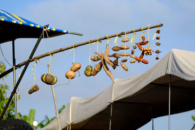 Low angle view of berries hanging on roof against sky