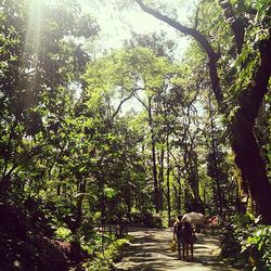 Trees on footpath