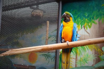 Close-up of parrot perching in cage