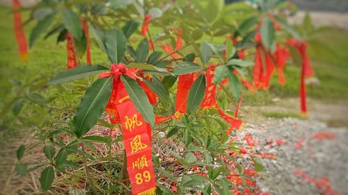 Close-up of red flowers