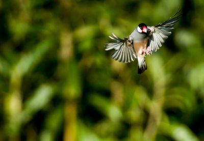 Close-up of bird flying