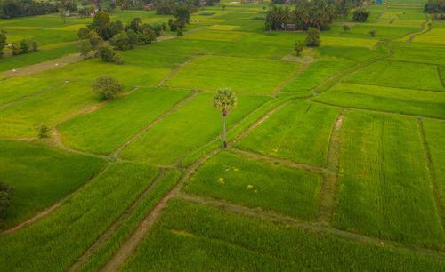 High angle view of agricultural field