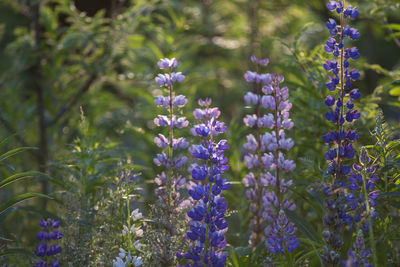 Close-up of purple flowers blooming on field