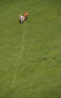 View of cows on field