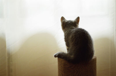 Rear view of cat resting on seat at home