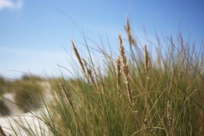 Close-up of wheat field against sky