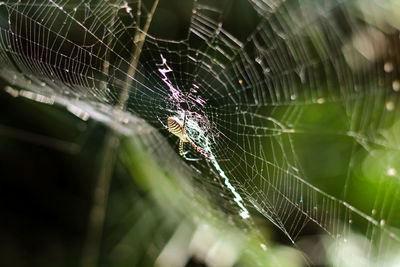 Spider on web