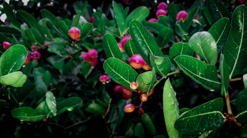 Close-up of red flowering plant