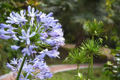 Close-up of purple flowers blooming outdoors