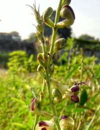 Close-up of plant