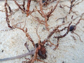 Close-up of ant on rock