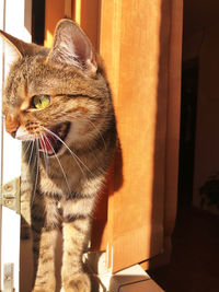 Close-up of a cat looking away