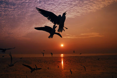 Seagulls flying over beach against sky during sunset