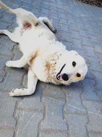 High angle view of dog on street