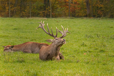 Deer relaxing on field