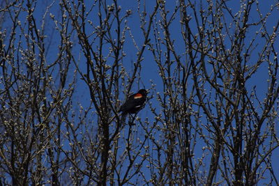 Low angle view of bird perching on bare tree