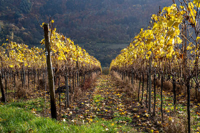 View of vineyard against plants