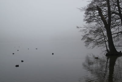 Birds flying over lake against sky