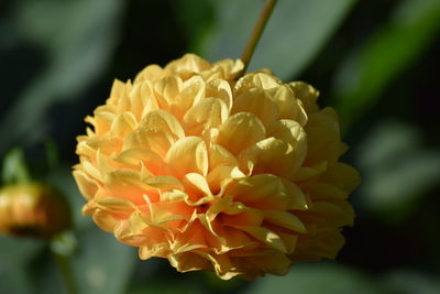 Close-up of yellow flower