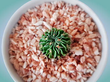 High angle view of decorative succulent plant in small pot