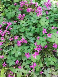 High angle view of pink flowering plants