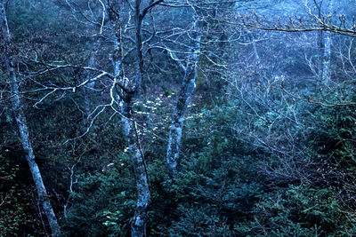 View of trees in forest