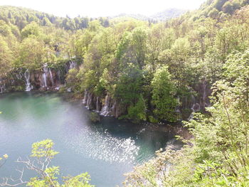 Scenic view of river and forest