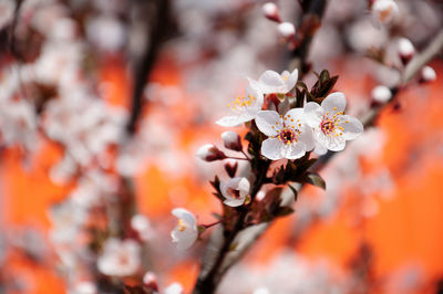 Close-up of cherry blossom on tree