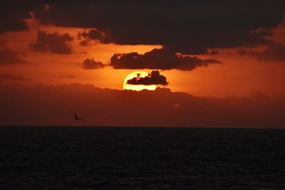 Silhouette bird flying over sea against sky during sunset