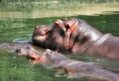 View of turtle swimming in lake