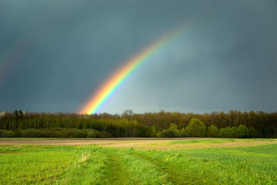 Rainbow over the forest and green meadow