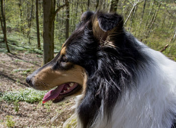 Close-up of dog in forest